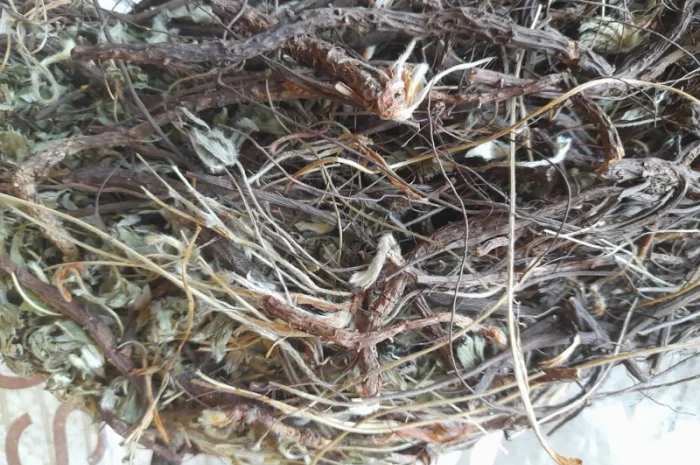 Продам лапчатки білої(п'ятипал)- фото № 2