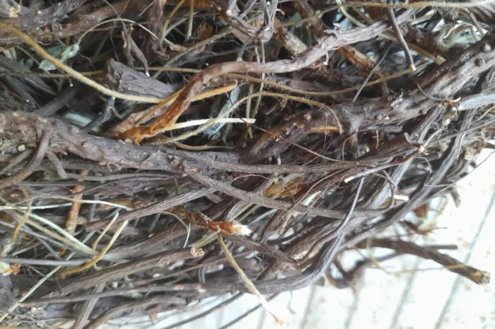 Продам лапчатки білої(п'ятипал)- фото № 3