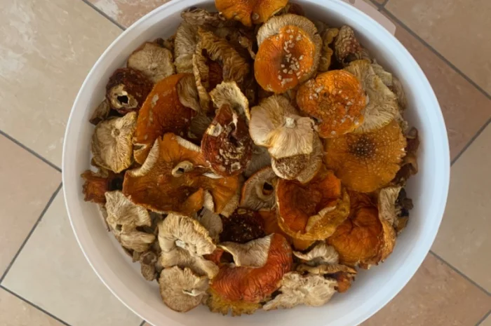 Мухомор сушений- фото № 1