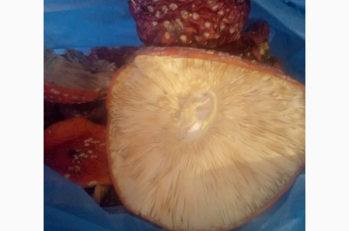 Послуги менеджера по мухоморам- фото № 1