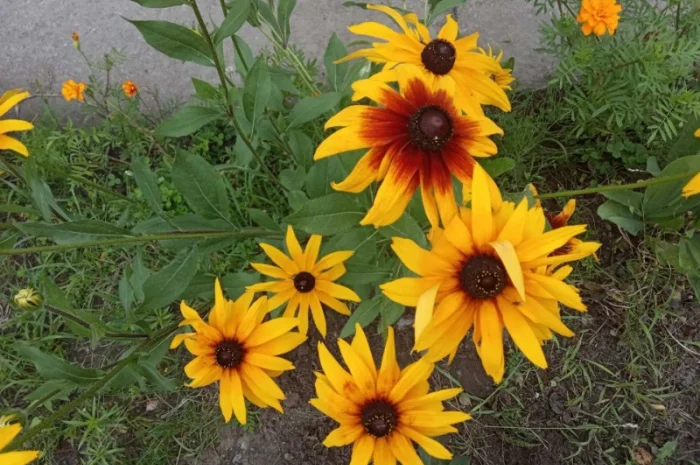 Топінамбур, квіти, продам- фото № 1