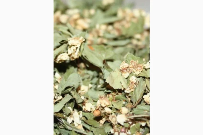 Закупаем лист боярышниеа с цветом, цвет каштана, бузины, липы, акации- фото № 1