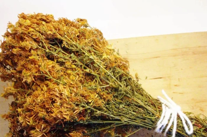 Закупаем траву зверобой. тысячелистник. крапива. чистотел. от населения и заготовителей- фото № 1