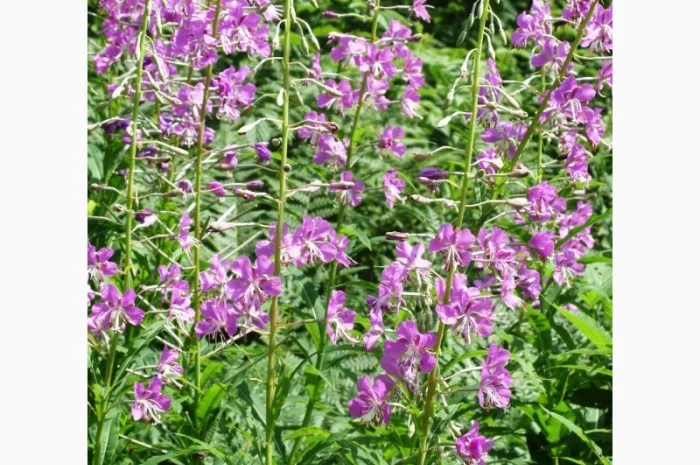 Иван-чай, ( кипрей узк.) корни. Акция- фото № 1