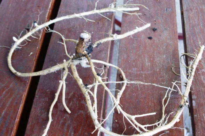 Иван-чай, ( кипрей узк.) корни. Акция- фото № 2