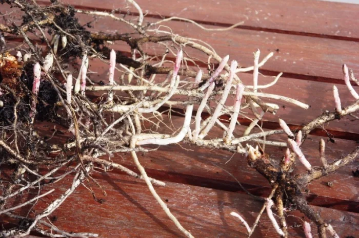 Иван-чай- фото № 2