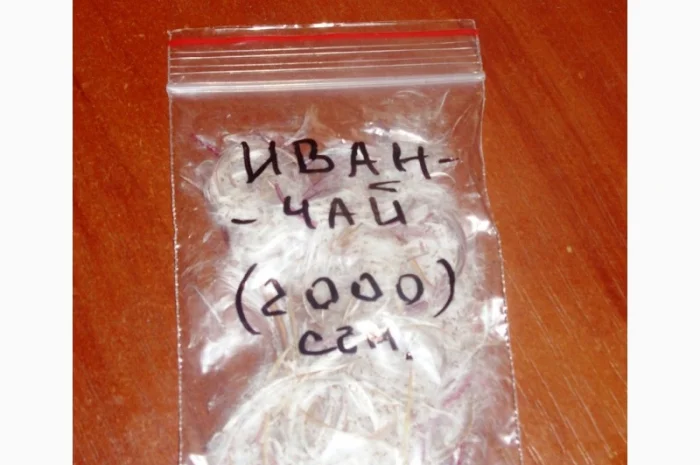 Иван-чай, ( кипрей узк.) корни. Акция- фото № 3