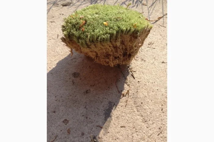 Мох кочка- фото № 1