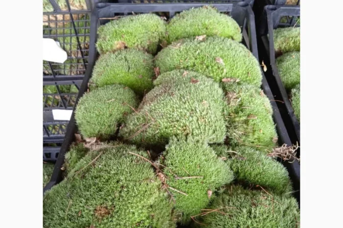 Мох кочка- фото № 2