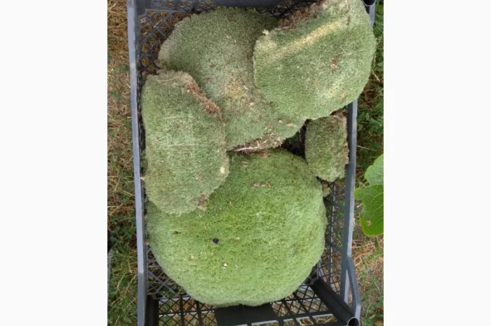 Мох кочка- фото № 3