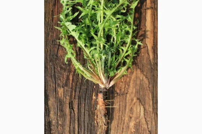 Закупаем корень одуванчика., лист, крапиву, пастушью сумку（грицики）сухой- фото № 1