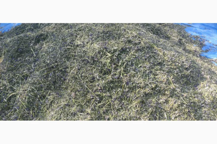 Синюха голуба (трава/суха) продам- фото № 2