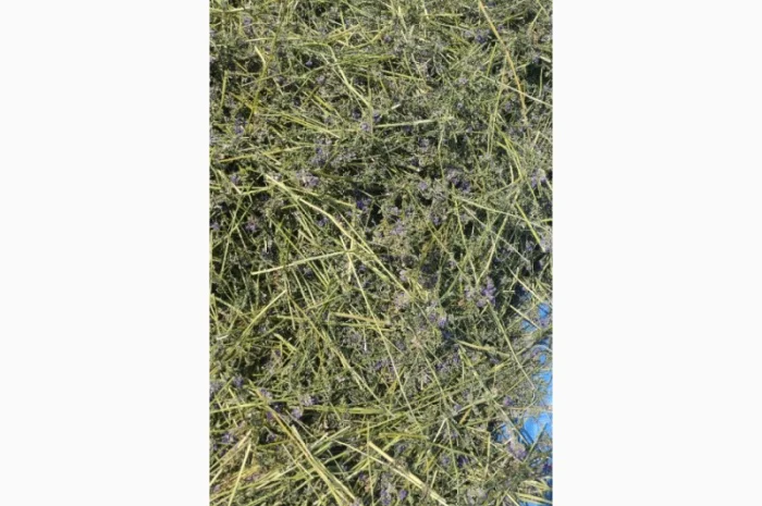 Синюха голуба (трава/суха) продам- фото № 3