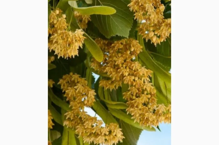 Купим оптом суой цвет липы- фото № 1