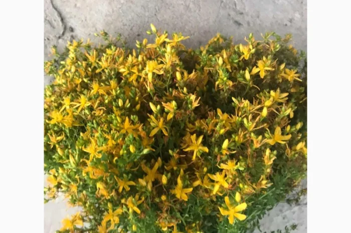 Закупаем Зверобой, пижму, тысячелистник, в сухом виде- фото № 1