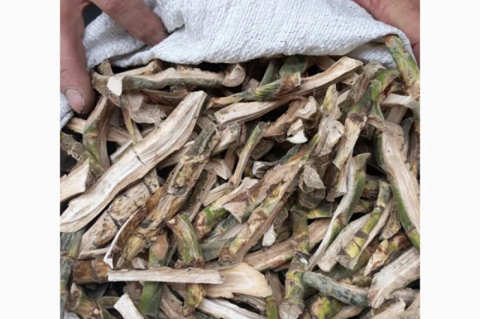 Куплю корни калгана, аира, березови бруньки, цвет липи, бузины- фото № 1