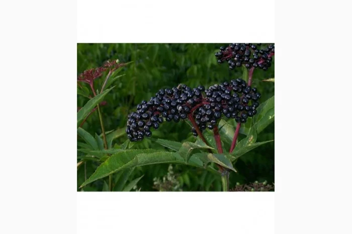 Закупаем цвет бузины, цвет липы. Сухую ягоду БУЗИНЫ.Закупаем по Украине- фото № 1