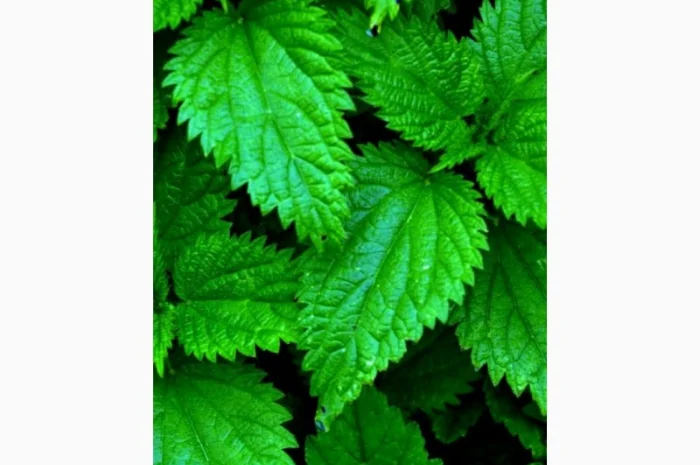 Зкупаем лист одуванчика, крапивы, корень лопуха, цвет слистом боярышника- фото № 1