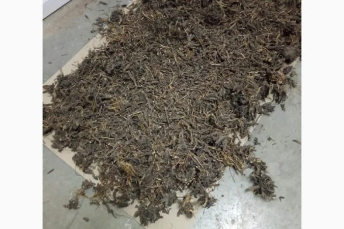 Продам корінь ехінацеї- фото № 1