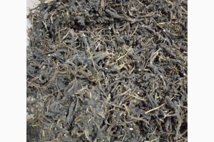 Продам корінь ехінацеї- фото № 2