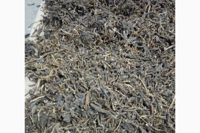 Продам корінь ехінацеї- фото № 3