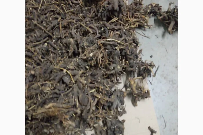 Продам корінь ехінацеї- фото № 4