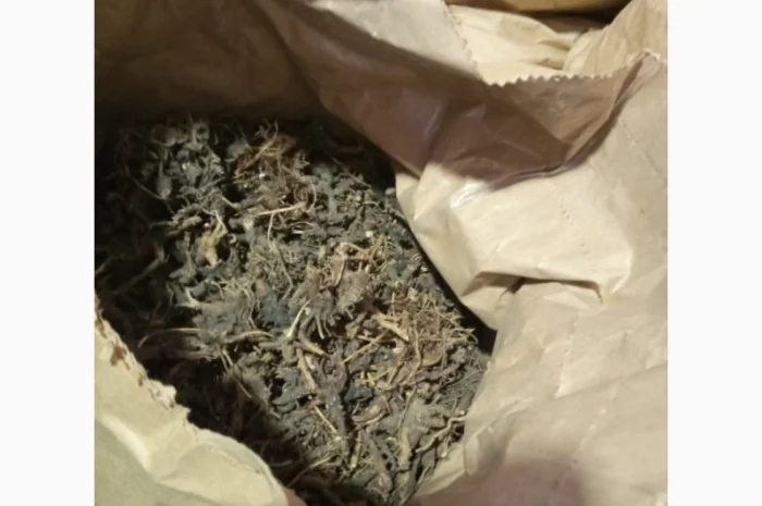 Продам корінь ехінацеї- фото № 5