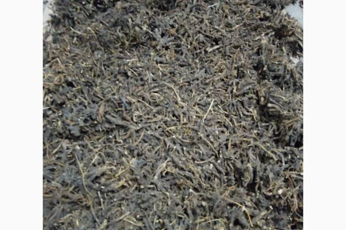 Продам корінь ехінацеї- фото № 7