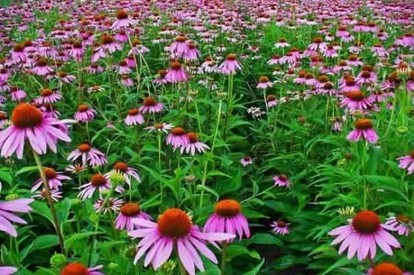 Продам Ехінацею сушену подрібнену- фото № 2