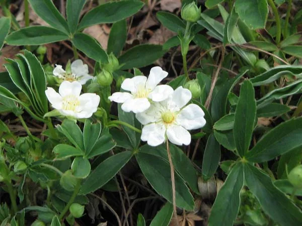 Корень лапчатки белой (пятипал) (Перстач білий) (Potentilla alba) 50 грам- фото № 1