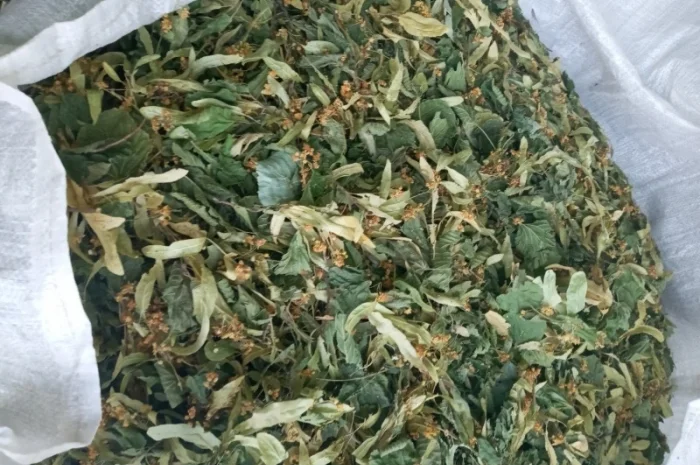 Закупае по Украине цвет липы, цвет с листом и лист липы- фото № 1