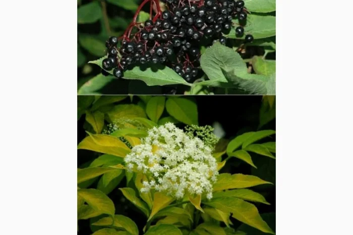 Закупаем постоянно и много липисток подсолнуха, Цвет ЛИПЫ и БуЗИНЫ- фото № 1