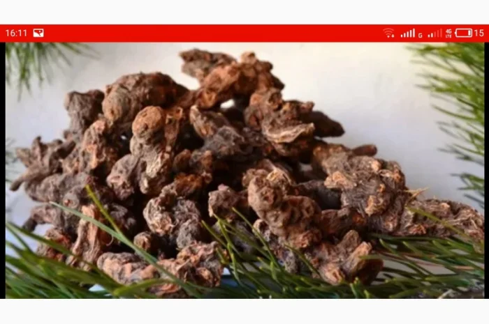 Закупаем корень калгана, живокость（сухой）, девесил, алтей, аир, одуванчик, лопух- фото № 1