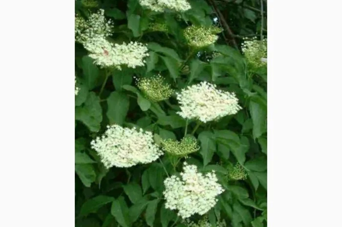 Закупаем Сухой цвет БУЗИНЫ, ЛИПЫ.Цена от качества и обьма- фото № 1