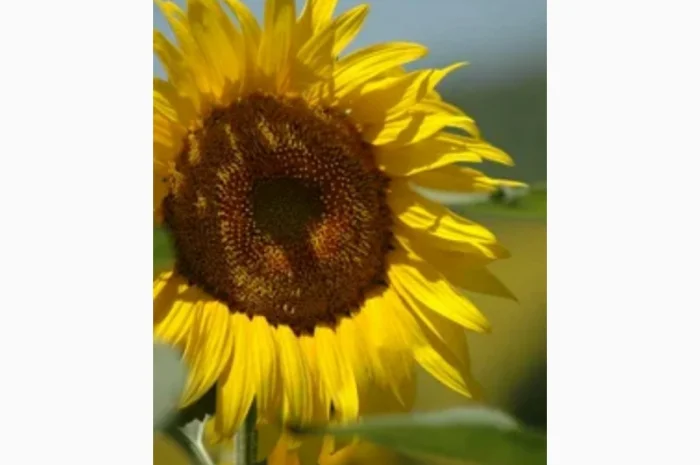 Закупаем Лепестки Подсолнуха, .цвет липы.Оплата наличными.Самовывоз- фото № 1