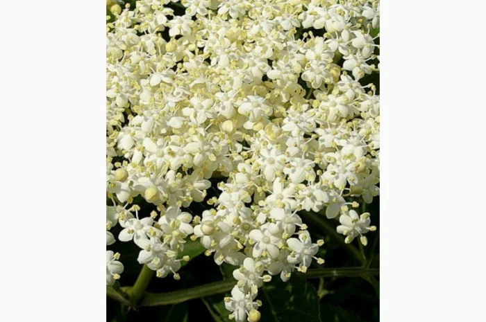 Закупаем ПЕЛЮСТКУ соняшника, цвет липы, цвет бузины, плоды бузины черной Сухую- фото № 1