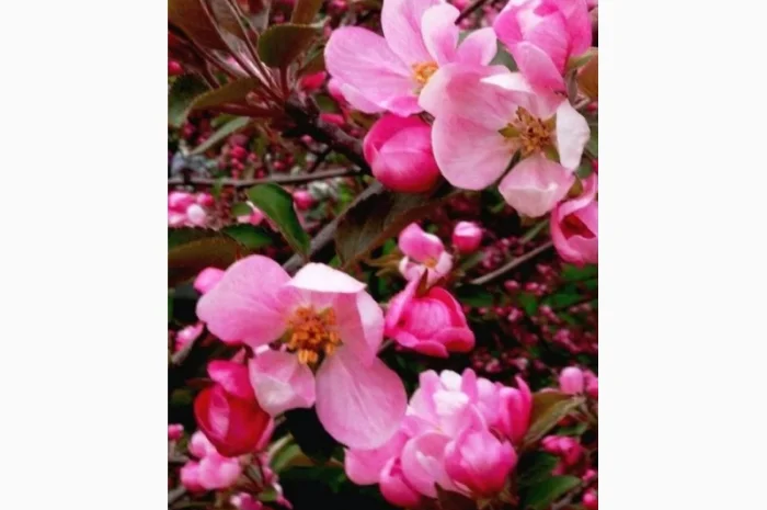 Закупаем цвет акации бузины, честотел, зверобой, тысячелистник, пустырник, липу, календулу- фото № 1