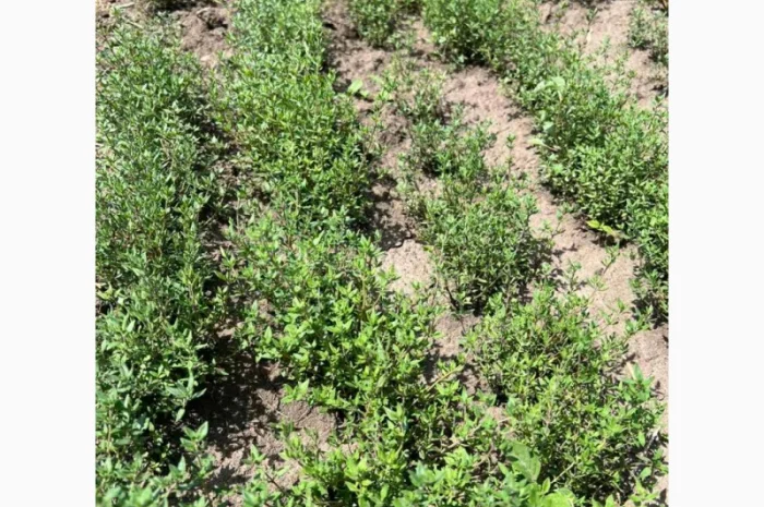 Культивований чебрець (Thymus vulgaris)- фото № 3