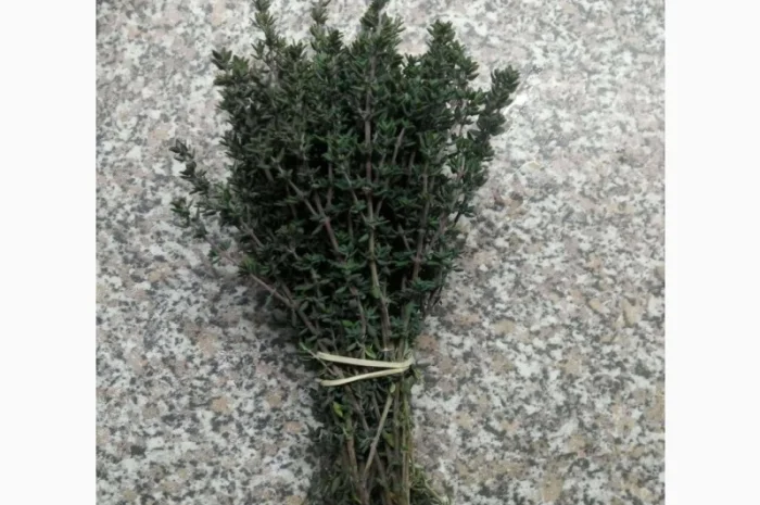 Культивований чебрець (Thymus vulgaris)- фото № 4