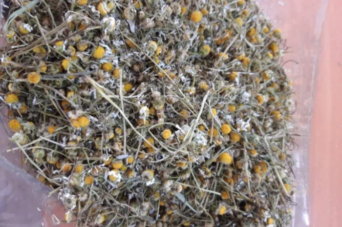 Куплю ромашку- фото № 1