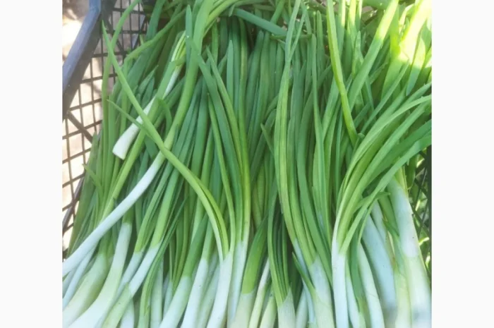 Свежая зеленая цибуля на продажу- фото № 1