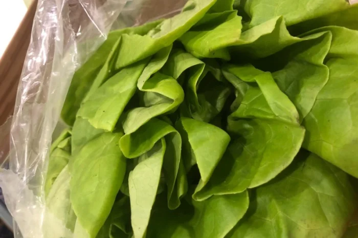 Зелень оптом. Ассортимент- фото № 3