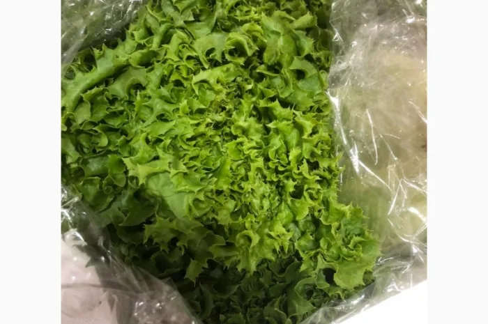 Зелень оптом. Ассортимент- фото № 4