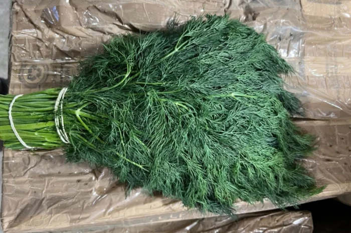 Свіжа зелень Салати Руккола Кінза та інше- фото № 1