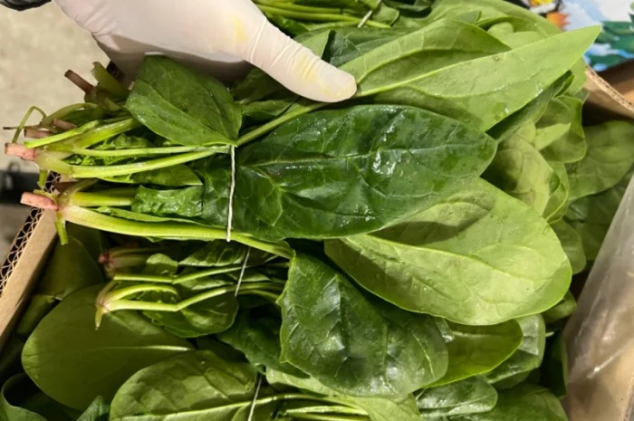 Свіжа зелень Салати Руккола Кінза та інше- фото № 2