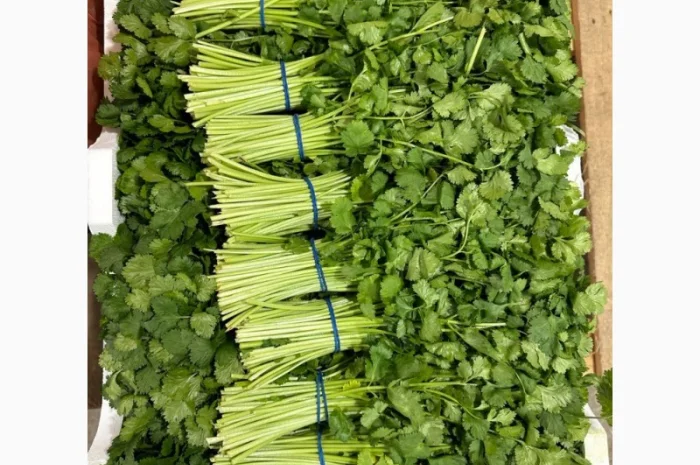 Свіжа зелень Салати Руккола Кінза та інше- фото № 3
