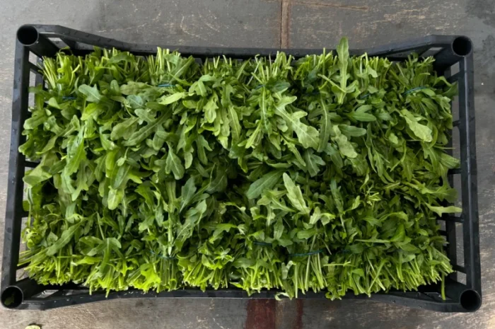 Свіжа зелень Салати Руккола Кінза та інше- фото № 4