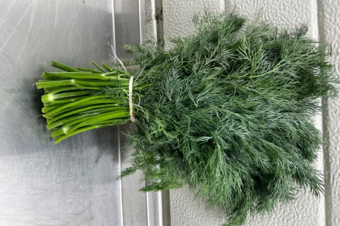 Свіжий укроп і петрушка оптом- фото № 1