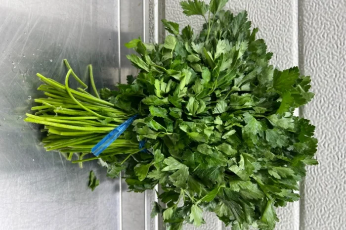 Свіжий укроп і петрушка оптом- фото № 2