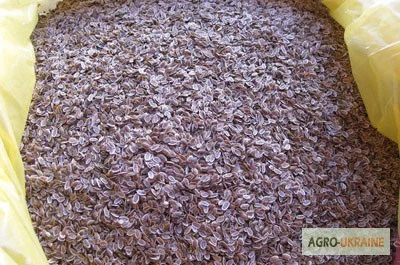 Семена укропа сортов Аллигатор и Салют- фото № 1